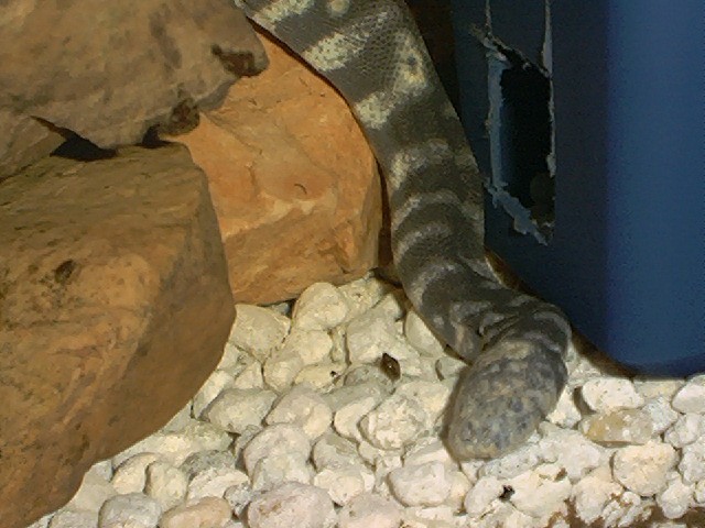 A. granulatus head white spot